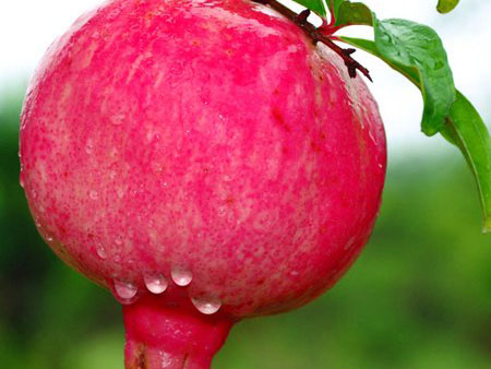 石榴.jpg 石榴.jpg