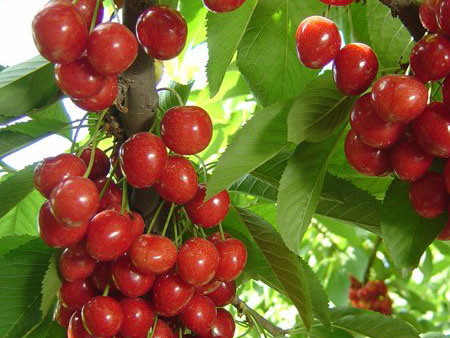 櫻桃.jpg 櫻桃.jpg