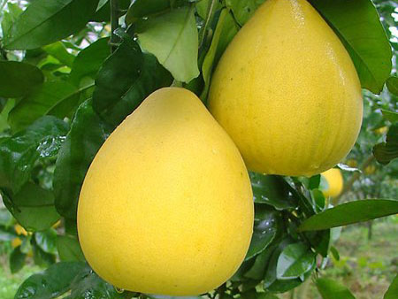 柚子.jpg 柚子.jpg